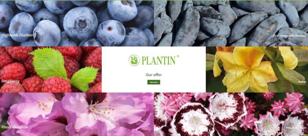 You are currently viewing Plantin as a member of the in-vitro Kusibab group offers different types and varieties of blueberries, blackberries, raspberries, and Kamchatka berries