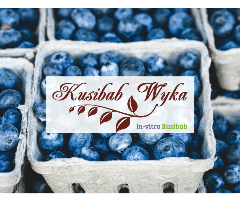 Read more about the article The Aleksandra Kusibab-Wyka and Marcin Wyka Horticulture Farm is one of the leading Polish companies producing different types and varieties of blueberries, blackberries, raspberries, and Kamchatka berries