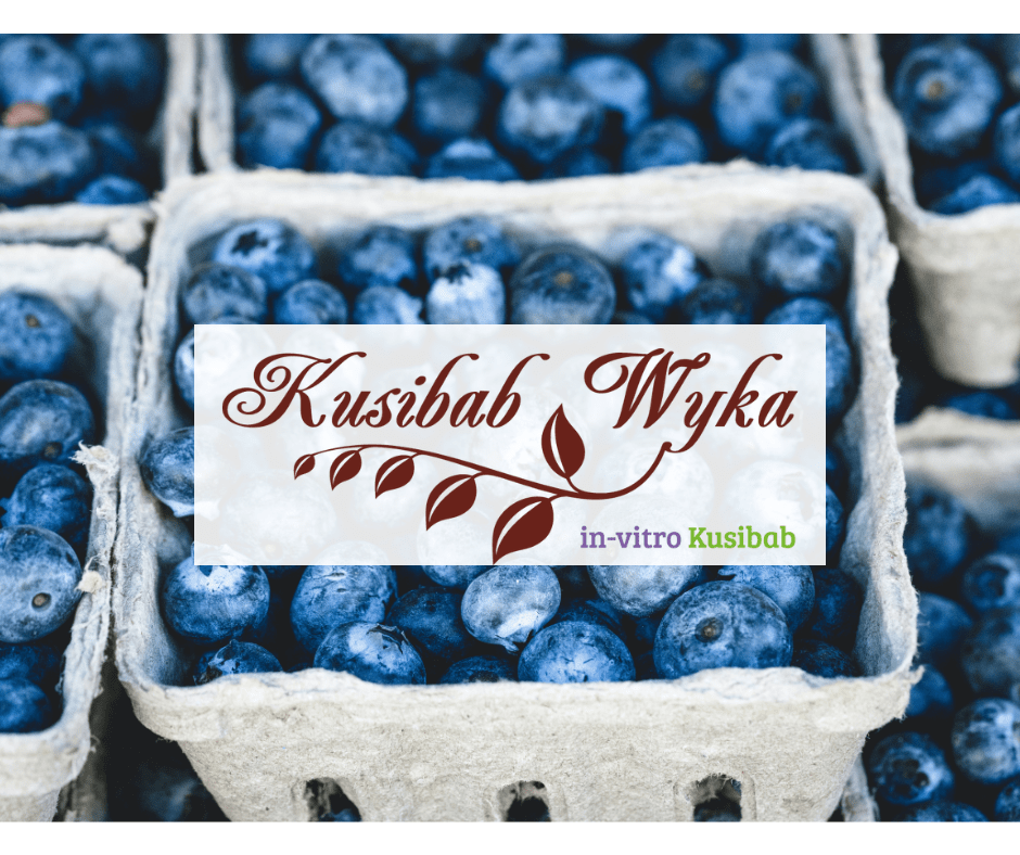 You are currently viewing The Aleksandra Kusibab-Wyka and Marcin Wyka Horticulture Farm is one of the leading Polish companies producing different types and varieties of blueberries, blackberries, raspberries, and Kamchatka berries